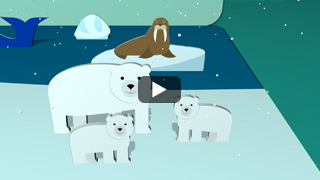 Arctic animals